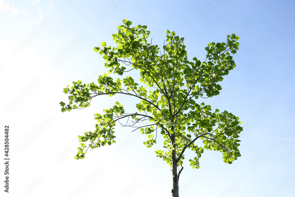 Young Tuliptree in morning sunlight Young Tuliptree in morning sunlight