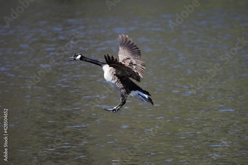 Geese in flight with open wings about to land on water