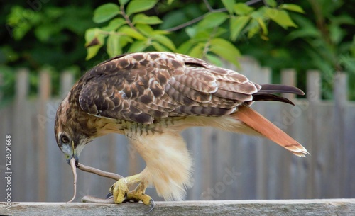 red tailed hawk eat snake photo