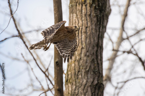 Nesting red shouldered hawk (Buteo lineatus) 
