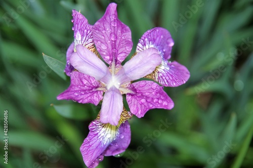 Purple Flower and rain water on it with green leaves background