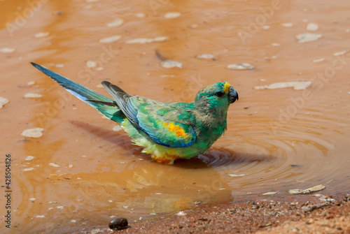 Mulga parrot, male standing in dirty muddy water, full side-on body-shot, with his head to the right, eyes on the camera.
Outback Australia.