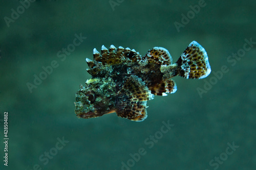 Billede på lærred The black scorpionfish (Scorpaena porcus).