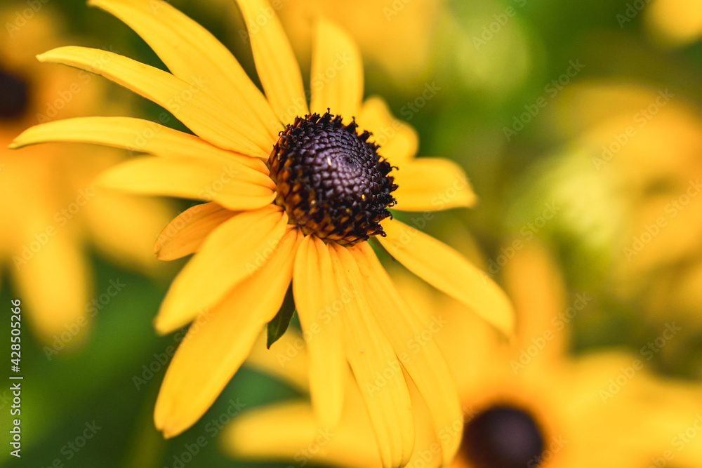 Closeup of a Black eyed Susan (Rudbeckia hirta) with blurred natural background. Closeup of a Black eyed Susan (Rudbeckia hirta) with blurred natural background.