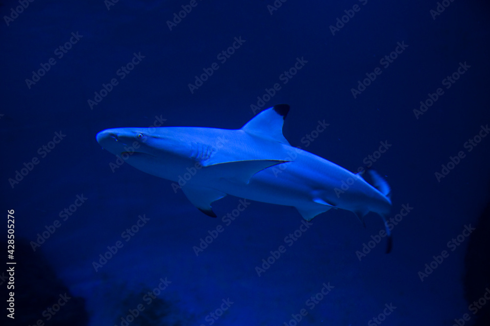 Naklejka premium The blacktip reef shark (Carcharhinus melanopterus).
