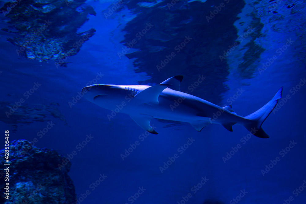 Fototapeta premium The blacktip reef shark (Carcharhinus melanopterus).