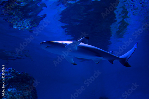 The blacktip reef shark (Carcharhinus melanopterus). © Elena