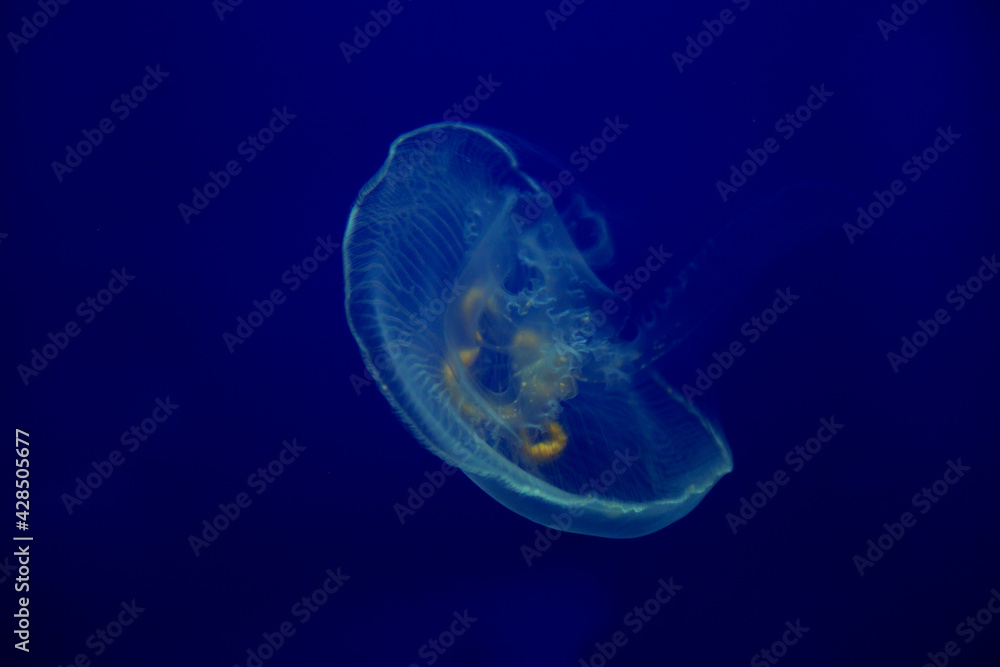 Common jellyfish, moon jellyfish, moon jelly, saucer jelly (Aurelia aurita). Common jellyfish, moon jellyfish, moon jelly, saucer jelly (Aurelia aurita).