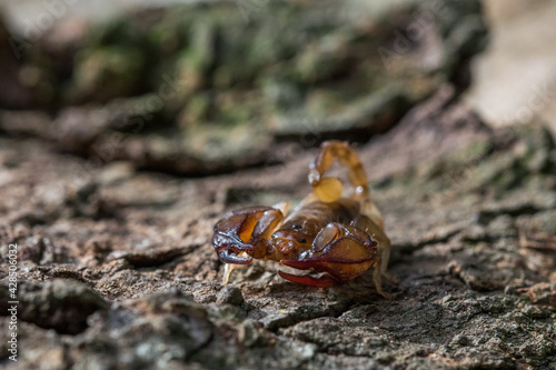 The Maltese scorpion, Euscorpius sicanus , hunting for prey on a tree bark. Only scorpion in Malta. photo