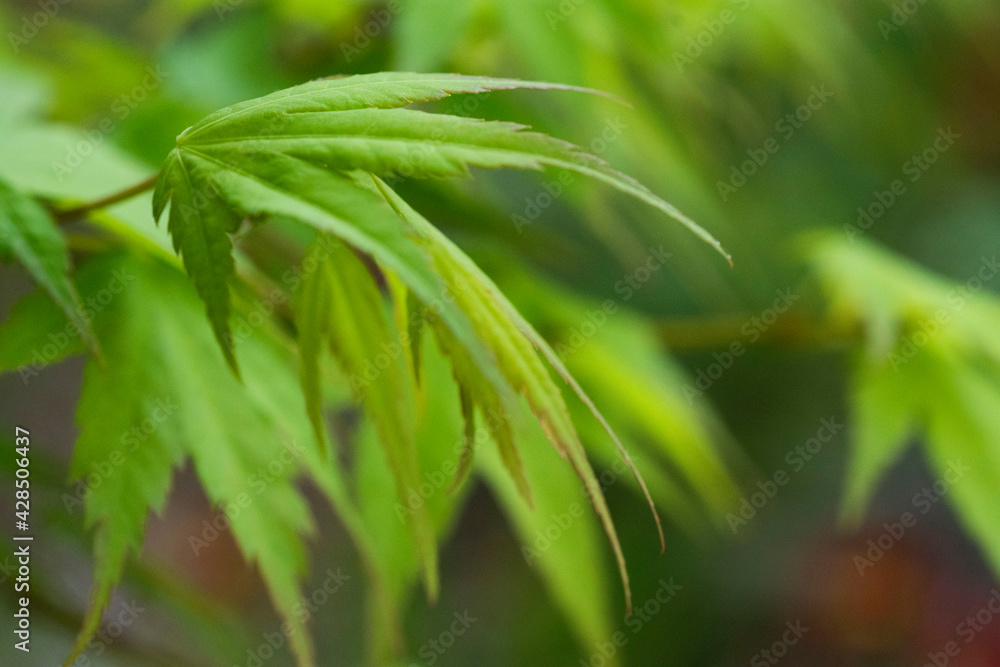 Obraz premium 初夏のモミジ 