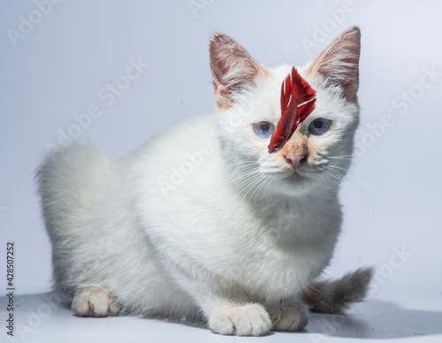 White cat and red betta fish 