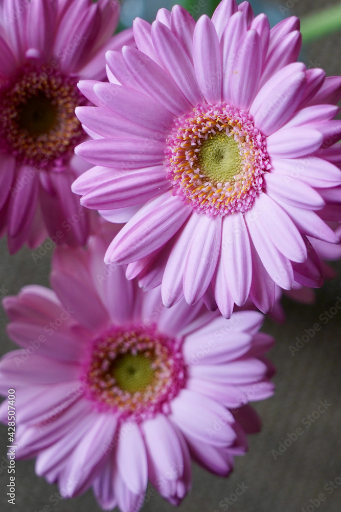 gerbera flower closed up gerbera flower closed up