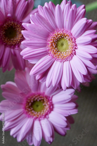 gerbera flower closed up