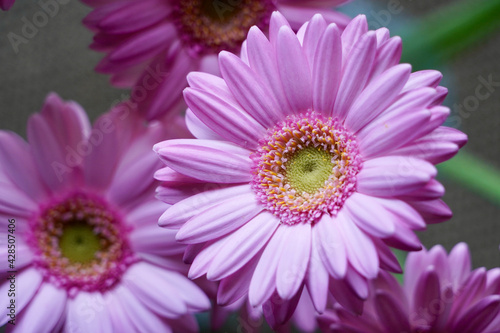 gerbera flower closed up © Matthewadobe