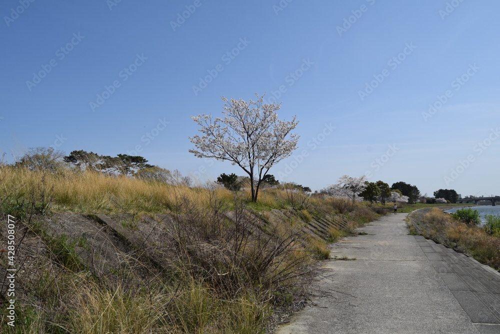 Fototapeta premium mukogawa