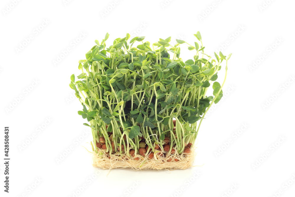 豆苗 豆苗