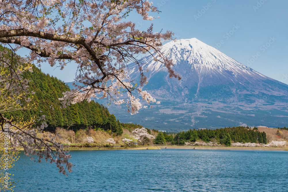 Fuji Mountain and Pink Sakura Branches at Tanukiko Lake, Shizuoka, Japan Fuji Mountain and Pink Sakura Branches at Tanukiko Lake, Shizuoka, Japan