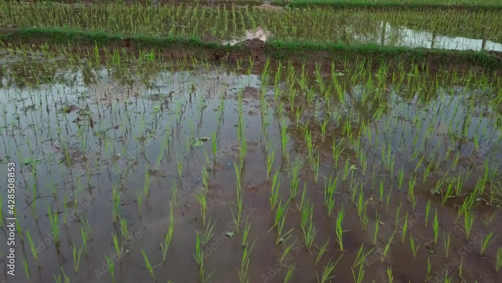 Rice fields that have just been planted with rice plants Rice fields that have just been planted with rice plants