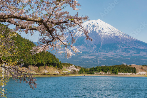 Fuji Mountain and Pink Sakura Branches at Tanukiko Lake  Shizuoka  Japan