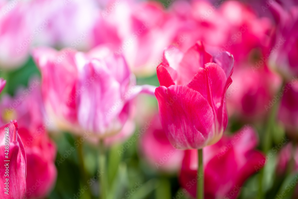 Beautiful bouquet of tulips. colorful tulips. nature background Beautiful bouquet of tulips. colorful tulips. nature background