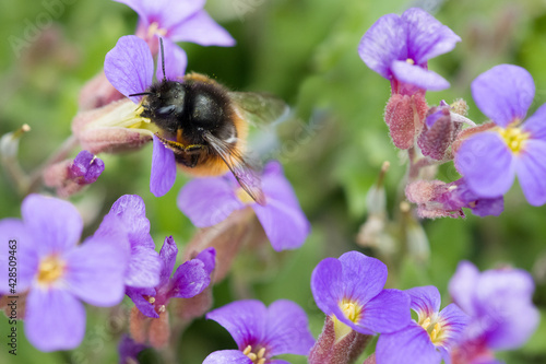 Gehörnte Mauerbiene (Wildbiene) © C. Schüßler