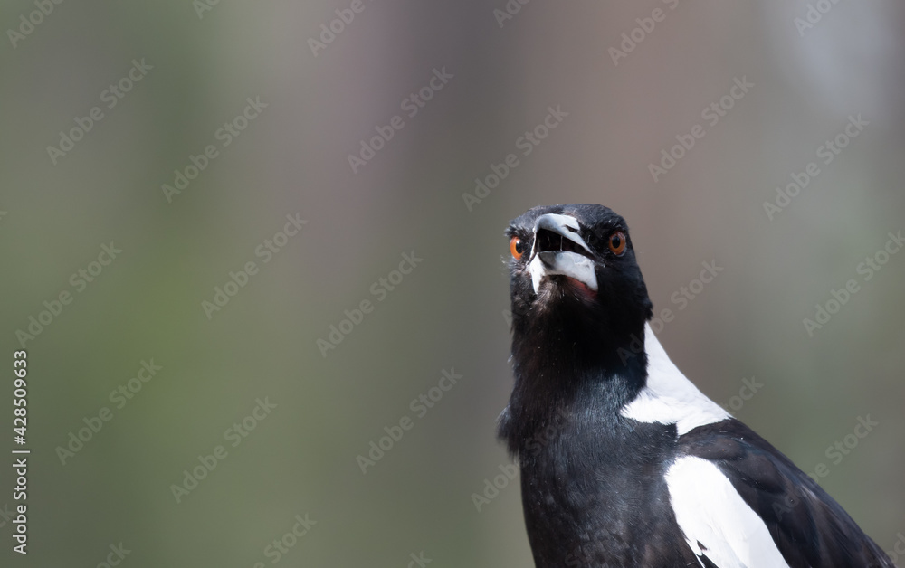 Fototapeta premium Australian Magpie head and shoulders with sun shining on beady eye green grey plain background