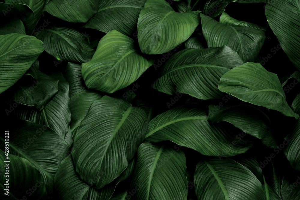 Tropical green leaves on dark background, nature summer forest plant concept - obrazy, fototapety, plakaty 