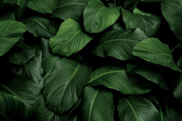Tropical green leaves on dark background, nature summer forest plant concept