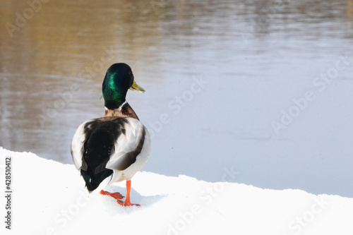 A duck stands on the shore of a pond on white snow. photo