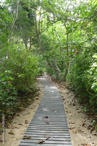 Ballade en forêt costaricienne