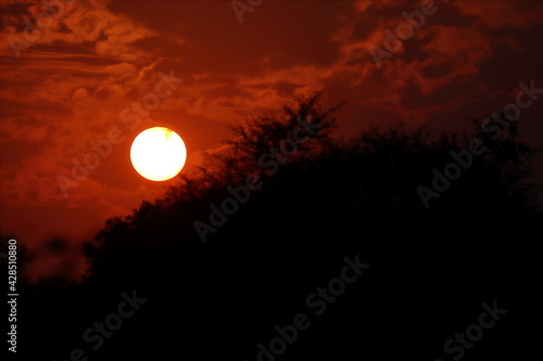Close-up shot of The sun sets with bright and light behind the silhouette wild trees. concept to Light entering the darkness © Dinesh