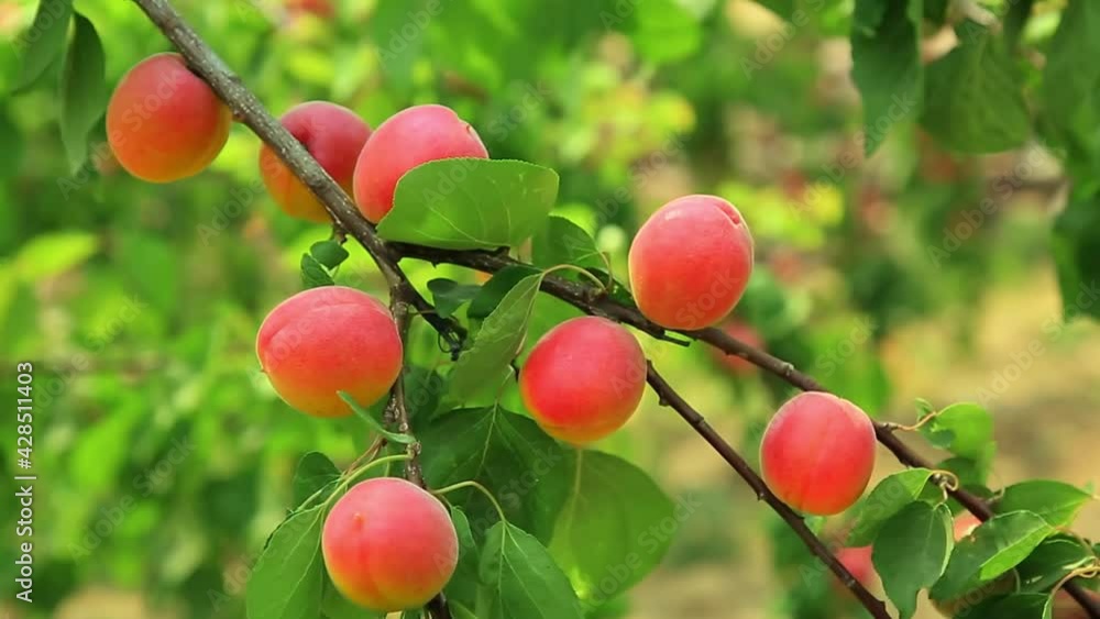 Close-up of ripe apricots hanging on branches, depth of field view Close-up of ripe apricots hanging on branches, depth of field view