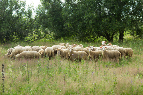 A large flock of sheep grazes in the meadow among trees and grasses.