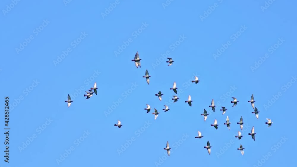 Tracking shoot, the birds are flying in the blue sky and then flying away Tracking shoot, the birds are flying in the blue sky and then flying away