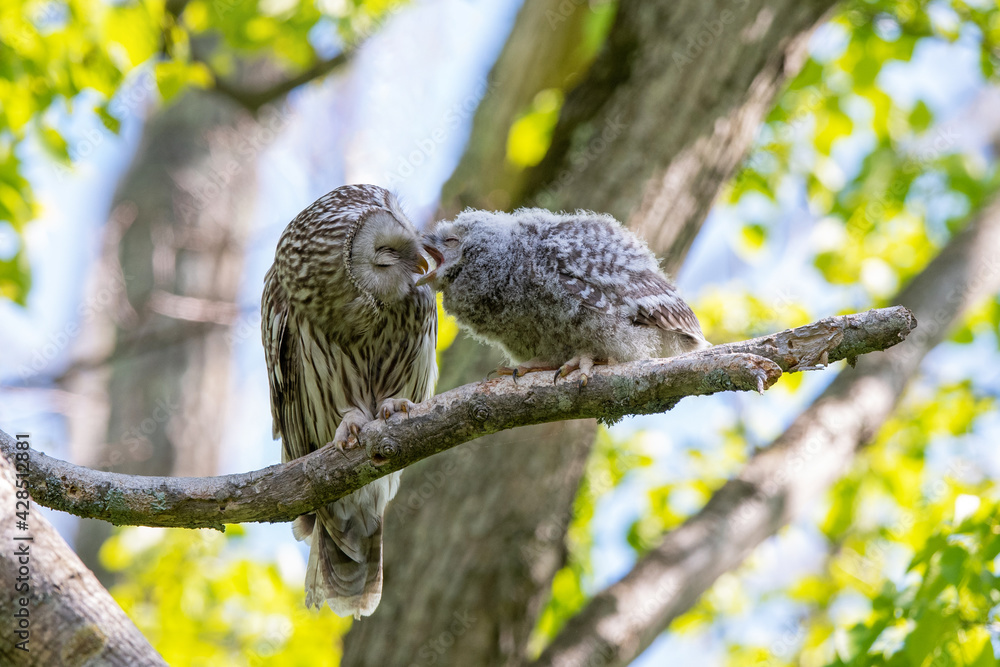 Obraz premium エゾフクロウの親子