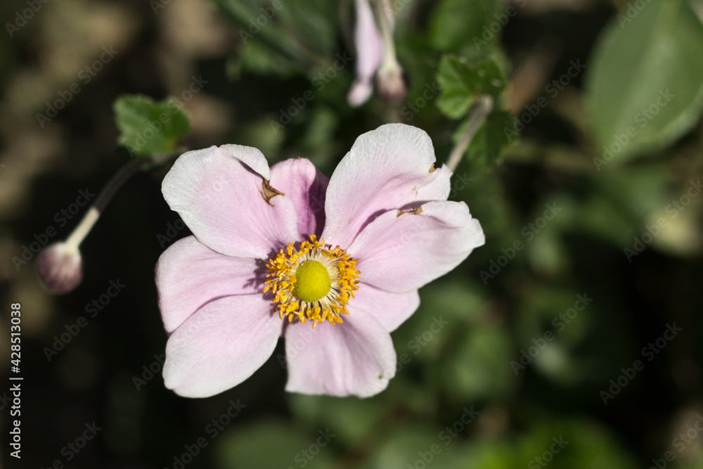 pink blossom pink blossom