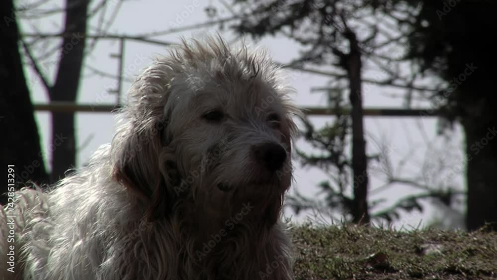 A Street Dog With Sad Expression Looking Up During a Windy Day. Close Up. A Street Dog With Sad Expression Looking Up During a Windy Day. Close Up.