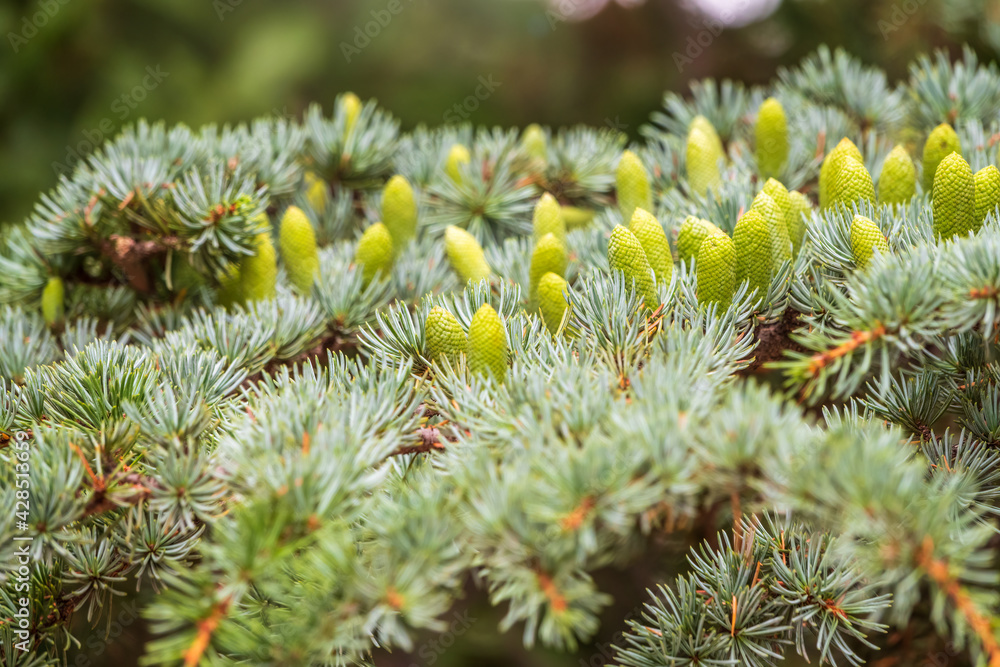 Fir branches with fresh green cones in the sunset light. Background of Christmas tree branches. Fir branches with fresh green cones in the sunset light. Background of Christmas tree branches.