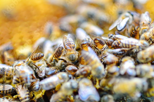 closeup of bees on honeycomb in apiary - selective focus, copy space 