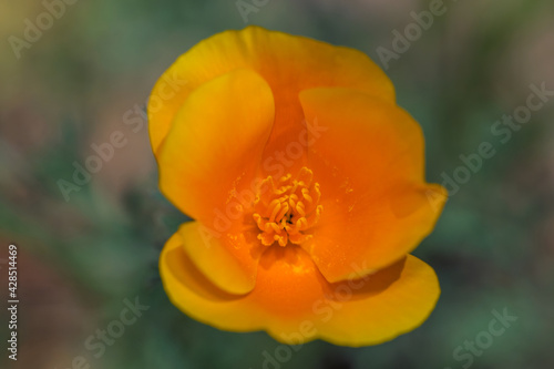 orange flower poppy
