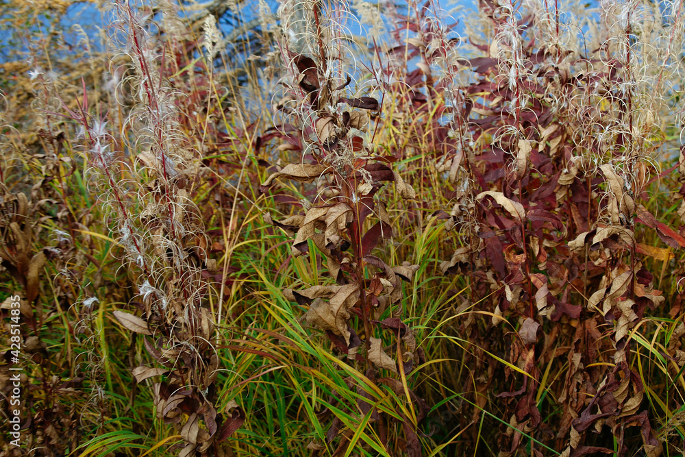 background of dry autumn bushes and green grass background of dry autumn bushes and green grass