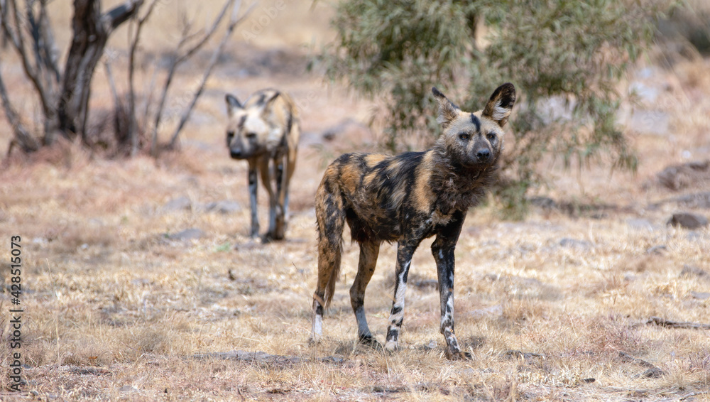 Naklejka premium African Wild Dog in South Africa