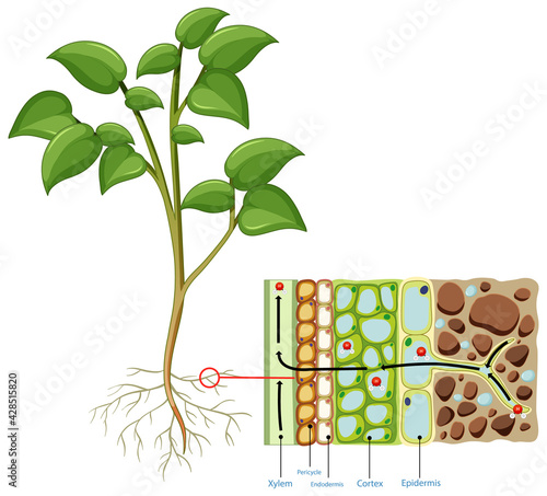 Diagram showing root cell of plant isolated on white background