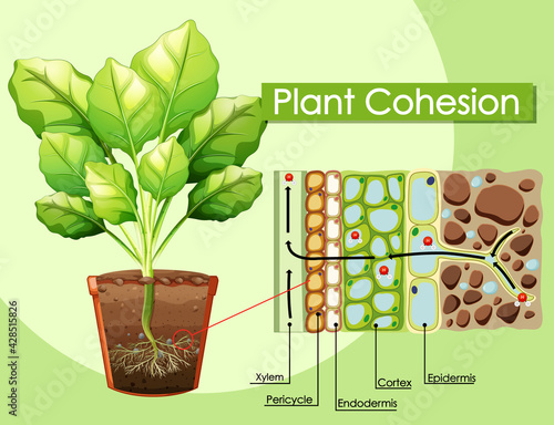 Diagram showing Plant Cohesion