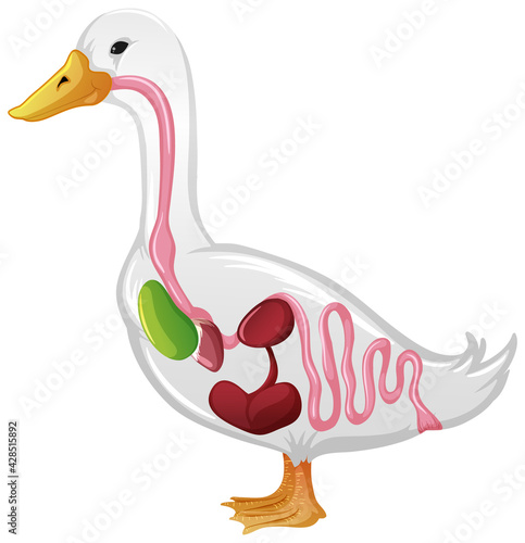Internal Anatomy of a Duck isolated on white background
