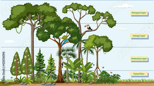 Layers of a Rainforest with name