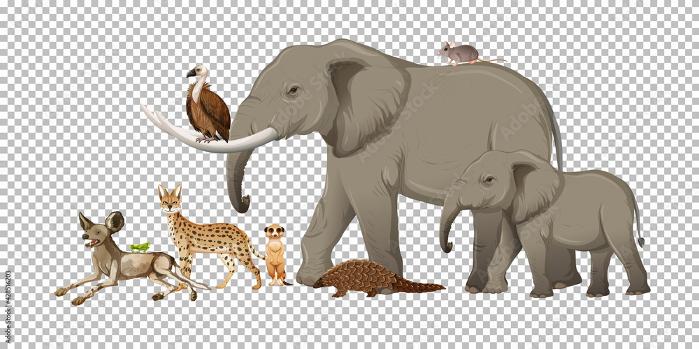 Fototapeta premium Group of wild african animal on transparent background