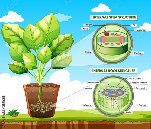 Diagram showing stem and root structure