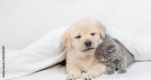 Tender kitten and Golden retriever puppy sleep together under white warm blanket on a bed at home