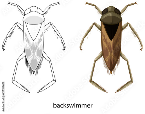 Backswimmer in colour and doodle on white background photo